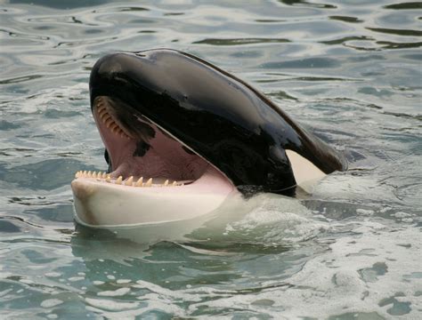Orca predators. Things To Know About Orca predators. 